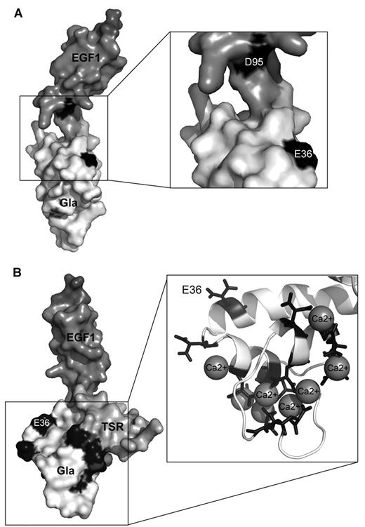 Figure 5. Location of Gla36 within the protein S Gla-TSR-EGF1 model in respect to Asp95 and other Gla residues. Domains are labeled with different shades of gray. Gla36 (depicted as E36; in the Gla domain) and Asp95 (D95; in the EGF1 domain) are highlighted in black (A). All 11 Gla residues are in black. The boxes show the location of the Gla residues and predicted coordinated calcium ions in more detail in a cartoon model (B). The model is taken from Villoutreix et al.19