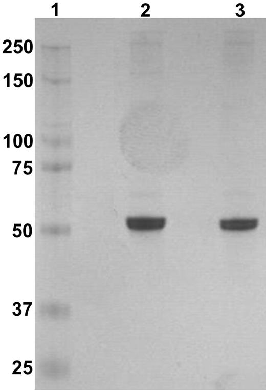Figure 2. Purified recombinant α2AP protein. Recombinant protein was applied to electrophoresis on a 4%-12% Bis-Tris gel. Lane 1 is the marker; Lane 2, Met-α2AP; and lane 3, Asn-α2AP.