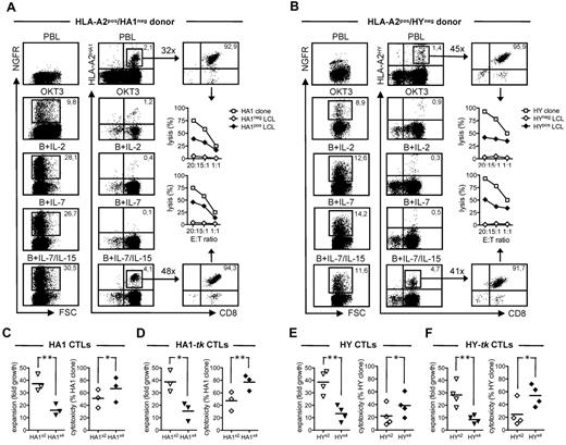 Figure 1. Expansion and cytotoxicity of human tk+ mH antigen-specific CTLs. (A) The transduction efficiency (left panels) of peripheral blood lymphocytes (PBLs) from HLA-A2pos/HA-1neg donors either after activation with an anti-CD3 mAb (OKT3) and culture with IL-2 or after activation with CD3/CD28-beads and culture with IL-2 (B + IL-2), IL-7 (B + IL-7) or a combination of IL-7 and IL-15 (B + IL-7/IL-15) was evaluated by flow cytometry and is shown as the percentage of T cells positive for the NGFR marker gene (y-axis) over the FSC (x-axis). Flow cytometry was also used to measure (middle panels) and to isolate (right panels) CD8+ T cells (x-axis) binding the HLA-A2HA-1 tetramer (y-axis). In the case of RV-mediated transduction, HLA-A2HA-1 tetramer-binding CD8+ T cells were gated for NGFR expression. Inset fold numbers indicate the expansion rate after PHA stimulation. Cytotoxicity is expressed as the percentage of lysis (y-axis) at different effector-to-target ratios (x-axis) against an HLA-A2pos/HA-1neg lymphoblastoid cell line (HA1neg LCL, ◊) or an HLA-A2pos/HA1pos LCL (HA1pos LCL, ♦). The cytotoxicity of an HA-1–specific cytotoxic T lymphocyte clone (HA1 clone) against the HA1pos LCL is shown as reference (□). Maximal background cytotoxicity of the HA1 clone against the HA1neg LCL was always < 5% (not shown). Results from 1 donor representative of n = 3 are shown. (B) The same experimental procedure was applied to HLA-A2neg/H-Yneg (female) donors using appropriate reagents and control cell lines. Results from 1 donor representative of n = 4 are shown. (C) The expansion of HA-1–specific CTLs (HA1 CTLs, left panel) generated after either 2 rounds (HA1×2, ▿) or 4 rounds of antigenic stimulation (HA1×4, ▾) is expressed as fold growth. The cytotoxicity of HA1 CTLs (right panel) generated after either HA1×2 (◊) or HA1×4 (♦) is expressed as a relative percentage over that of the HA1 clone (see “Functional characterization of human mH antigen-specific CTLs”). Each symbol represents the result from a single donor. (D) The expansion (left panel) and cytotoxicity (right panel) of HA-1–specific CTLs generated from B + IL-7/IL-15 tk+ T cells (HA1-tk CTLs) after either HA1×2 or HA1×4 are shown. Each symbol represents the result from a single donor. (E-F) Experiments were repeated with H-Y–specific CTLs generated from PBLs (HY CTLs) or from B + IL-7/IL-15 tk+ cells (HY-tk CTLs) of HLA-A2neg/H-Yneg donors after either 2 (HYx2) or 4 (HYx4) rounds of antigenic stimulation, using appropriate reagents and control cell lines. Expansion (left panels) and cytotoxicity (right panels) are shown. Each symbol represents the result from a single donor. Results from a paired t test statistical analysis are shown (*P < .05, **P < .01).