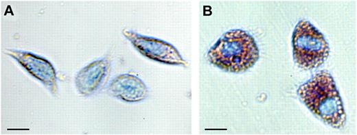 Figure 1. Blood cells (hemocytes, SGC, and GC) of the freshwater crayfish P leniusculus. Hemocytes were collected and separated according to Wu et al6 and stained with May-Grünvald eosin followed by Giemsa. (A) SGC, semigranular hemocytes; and (B) GC, granular hemocytes; bar = 10 μm.