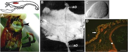 Figure 2. The HPT of the freshwater crayfish. (A) Localization of the HPT in crayfish underneath the carapace (the tissue covering the dorsal surface of the stomach and surrounded by a thin sheet of connective tissue). (B) The HPT can be isolated in one piece. Note the ophthalmic artery (AO, arrows) traversing the tissue in the anterior-posterior direction, bar = 2 mm. (C) A lobule of the HPT with a sharp apical end and diffuse distal region, bar = 20 μm. (D) BrdU incorporated into the HPT cells in vivo showing a high proliferation rate in the thin sheet of HPT cells (arrow on left) covering the stomach (arrow on right), bar = 100 μm.