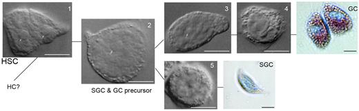 Figure 3. Five types of HPT cells in the HPT tissue and the 2 main lineages of HPT cells. Type 1 (HSC) and type 2 cells are the main proliferating cells in the HPT, whereas the other cell types in HPT can be categorized into precursors of GCs (types 3 and 4) or as precursor of SGCs (type 5), bar = 10 μm.