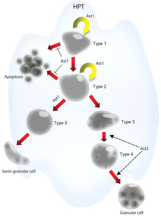 Figure 4. The effects of astakine on hematopoietic processes in crayfish. Ast1 promotes the proliferation of HPT cells and blocks apoptosis of these cells. Further ast1 promotes the differentiation of HPT cells along the SGC lineage. Ast2 plays an important role in the maturation of the GC lineage.