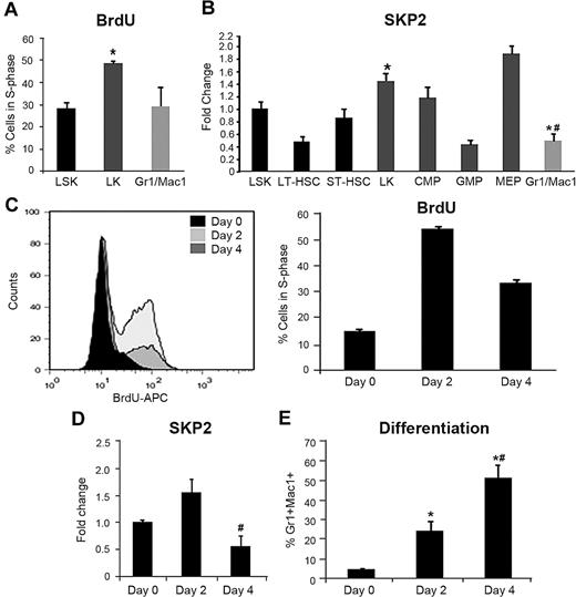 Figure 1. Skp2 expression reflects the cell-cycle status of hematopoietic cells during differentiation. (A) BM was harvested from C57BL/6J mice 24 hours after injection with BrdU and labeled in conjunction with the surface markers necessary to identify the indicated cell subsets. BrdU incorporation and DNA content (7-AAD) were measured in gated LSK, LK and Gr1+Mac1+ populations. Bars represent average of cells positive for BrdU. n = 4-6 of 3 independent experiments. *P < .05 vs LSK. (B) Fold change in Skp2 mRNA expression by quantitative RT-PCR in sorted LSK, LT-HSC, ST-HSC, LK, CMP, GMP, MEP, and Gr1+Mac1+ populations. n = 2-4 samples (each sample a pool of 5-6 mice) in 2 independent experiments. *P < .05 vs LSK #P < .05 vs LK. (C) Purified Lin− cells were cultured in the presence of SCF and IL-3 for 0, 2, or 4 days and analyzed for S-phase by BrdU incorporation (3-hour pulse) and DNA content (7-AAD); values in the bar graph represent average of percentage of cells in S-phase in 2 experiments. (D) Relative expression of Skp2 by q-RT-PCR in Lin− cells harvested at day 0, 2, and 4 of culture. (E) Kinetics of myeloid differentiation measured as expression of Gr1 and Mac1 by immunophenotypic analysis. Values are average of cells expressing Gr1+Mac1+ in the total population. In panels D and E, n = 4-6 samples in 3 independent experiments. Data are expressed as mean ± SEM *P < .05 vs day 0. #P < .05 vs day 2.
