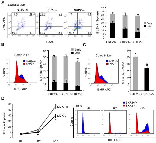 Figure 3. Loss of SKP2 differentially affects cell-cycle kinetics in distinct hematopoietic subsets. In vivo BrdU incorporation and DNA content were analyzed in immunophenotypically defined hematopoietic subsets from Skp2+/+, Skp2+/−, and Skp2−/− mice: (A) LSK. Left, representative dot blot of BrdU analysis gated on LSK cells. Numbers indicate the percentage of LSK cells in each quadrant; left top quadrant indicates early S-phase; right top quadrant indicates late S-phase. Bar graph on the right summarizes average percentage of LSK cells positive for BrdU and shows distribution between early S-phase (top light columns in the bar) and late S-phase (bottom dark columns in the bar); (B) LK. On the left, histogram shows BrdU incorporation in LK cells in a representative experiment; overlaid are intensity of BrdU fluorescence in LK Skp2−/− cells (red) and of BrdU fluorescence LK Skp2+/+ cells (blue). Bar graph on the right summarizes the average percentage of LK cells positive for BrdU as in panel A. (C) Lin− cells. On the left, histogram shows BrdU incorporation in Lin− cells in a representative experiment. Lin− cells were purified and subjected to a BrdU pulse for 3 hours. Bar graph on the right summarizes average percentage of Lin− cells positive for BrdU. (A-C) n = 6 in 4 independent experiments. (D) Lin− purified cells were starved overnight with 2% FBS media supplemented with SCF and then stimulated with SCF and IL-3 for 0, 12, and 24 hours. Line graph summarizes average percentage of cells positive for BrdU. On the right, dot blot shows BrdU incorporation in a representative experiment. n = 5 in 2 independent experiments. All values are expressed as mean ± SEM *P < .05 vs Skp2+/+.