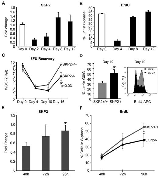 Figure 4. Skp2 expression is critical for regeneration after stress. (A) Analysis of Skp2 expression after 5-FU treatment in Skp2+/+ mice. Q-RT-PCR for Skp2 was performed in Lin−-sorted cells at days 0 (white bar), 2, 4, 8, and 12 (black bars) after 5-FU injections. n = 6-10 in 4 independent experiments. (B) In vivo BrdU incorporation and DNA content were analyzed in Skp2+/+ Lin−-sorted cells at the indicated time points after 5-FU injections. Bar graph shows the percentage of cells positive for BrdU. n = 3 in 2 independent experiments. (C) WBC counts in Skp2+/+ and Skp2−/− mice after 5-FU treatment at the indicated time points. n = 6 in 2 independent experiments. (D) Left, bar graph values indicated the percentage of Lin− cells in G0/G1 phase at day 10 after 5-FU injection (n = 3 in a representative experiment). Right, histogram shows BrdU incorporation; overlaid are intensity of BrdU fluorescence in Lin− Skp2−/− cells (light gray) and of BrdU fluorescence Lin− Skp2+/+ cells (dark gray). *P < .05 vs Skp2+/+. (E-F) CD45.2 Lin−-purified donor cells (1 × 106) were transplanted into lethally irradiated CD45.1 mice. CD45.2+ cells were sorted and analyzed at 48, 72, and 96 hours after transplantation. (E) Fold change in Skp2 expression by quantitative RT-PCR in CD45.2 cells sorted at the indicate time points. n = 4 in 2 independent experiments. *P < .05 vs 48 hours. (F) Kinetics of BrdU incorporation in Skp2+/+ (gray line) and Skp2−/− (black line) mice; values in the line graph represent average percentage of cells positive for BrdU. n = 2-4. Panels A-C expressed as mean ± SEM; D-F expressed as mean ± SD.