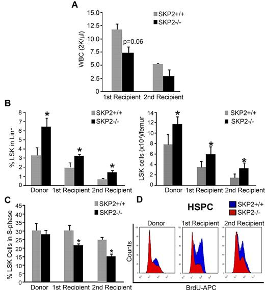 Figure 5. Loss of SKP2 results in defective short-term engraftment after BM transplantation. BM cells (2 × 106) from male Skp2+/+ (gray bars) or Skp2−/− (black bars) mice were transplanted into lethally irradiated syngeneic Skp2+/+ female nice. (A) WBC recovery at week 10 after transplantation in primary recipients and at week 5 after transplantation in secondary recipients. (B) Analysis of the LSK frequencies (left bar graph) and absolute LSK cell numbers (right bar graph) in the BM of Skp2−/− and Skp2+/+ donors and of first and secondary recipients at week 12 after transplantation. (C) Analysis of BrdU incorporation in LSK cells from Skp2−/− and Skp2+/+ donors and from first and secondary recipients at week 12 after transplantation. (D) Histograms show a representative experiment of BrdU incorporation in LSK and LK cells in Skp2−/− and Skp2+/+ donors and in first and secondary recipients at week 12 after transplantation. Overlaid are intensity of BrdU fluorescence in Skp2−/− cells (red) and Skp2+/+ cells (blue). For all graphs n = 4-8 in 2 independent experiments. Data are expressed as mean ± SEM *P < .05 vs Skp2+/+.