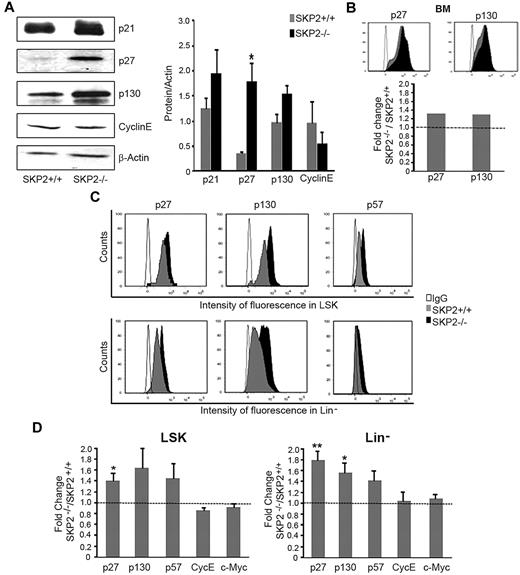 Figure 7. Loss of SKP2 stabilizes target proteins. (A) Detection by Western blot of p21Cip1, p27Kip1, p130, cyclin E, and β-actin protein levels in BM extracts from Skp2−/− and Skp2+/+ mice in a representative experiment. Middle, quantification of the bands normalized by β-actin. n = 3-8 from 2 independent experiments. (B) Histograms in the top panel shows intensity of fluorescence for p27Kip1 and p130 in the same BM samples processed for Western blot in panel A. Bar graph at the bottom shows average fold increase (in MIF) of p27Kip1 and p130 in BM cells in Skp2−/− vs Skp2+/+ mice. Of note, MIF is measured in a logarithmic scale; thus, small differences in fluorescence are equivalent to greater differences in the number of molecules per cell, as seen by comparison of intracytoplasmic labeling in panel B with the levels of protein in the immunoblots in panel A. (C) Expression levels for p27Kip1, p130, and p57Kip2 were determined in specific subsets by immunophenotypical staining with antibody directed to surface markers followed by intracytoplasmic staining. Histograms show intensity of fluorescence of p27Kip1, p130, and p57Kip2 in LSK and Lin− populations in Skp2+/+ and Skp2−/− mice in a representative experiment. Histogram overlaid are intensity of fluorescence in Skp2−/− cells (black) and Skp2+/+ cells (gray). IgG control is shown in white. (D) Bar graphs show average fold increase in MIF of p27Kip1, p130, and p57Kip2, cyclin E, and c-Myc in LSK and Lin− populations in SKP2−/− mice. n = 3-9 in 2-4 independent experiments. Data are expressed as mean ± SEM *P < .05 vs Skp2+/+ **P < .005 vs Skp2+/+.