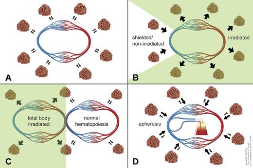 Figure 1. Stem cell migration between BM and PB. (A) Stem cells are in dynamic equilibrium between PB and extravascular BM sites. Stem cell migration occurs via circulating blood. (B) Stem cell migration from nonirradiated BM via circulating blood to irradiated BM sites. (C) Stem cell migration through cross-circulation from a normal BM donor to a total body irradiated recipient. (D) Stem cell harvesting by apheresis. The apheresis-induced stem cell efflux from PB is compensated for by continuous stem cell influx from BM sites into circulating blood, thus preventing the circulating stem cell pool from becoming exhausted during apheresis.