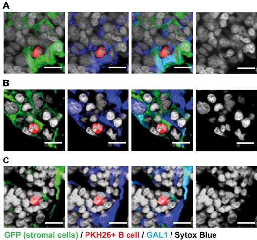Figure 3. Large pre-BII, but not pro-B/pre-BI, cells are found in close contact with GAL1-expressing stromal cells. Large pre-B II cells (A-B) and pro-B/pre-BI cells (C) were purified from the BM of C57Bl/6 mice by flow cytometry and stained with PKH26. Labeled cells were then injected intravenously in stroma-GFP mice treated with HU. Mice were killed 15 hours after injection. BM sections were stained with anti-GAL1, anti-GFP antibodies, and Sytox Blue (nuclei) as indicated. The presence or the absence of contacts between PKH26-labeled B cells and GAL1+GFP+ stromal cells was determined by analyzing 10-μm-thick z sections by confocal microscopy (original magnification 63×/1.4 NA oil objectives). Bar represents 10 μm. Confocal images are representative of 3 (A-B) and 2 (C) independent experiments. Cell counts are presented in Table 1. Images acquired on Zeiss LSM310 Meta and analyzed with ImageJ 1.44.
