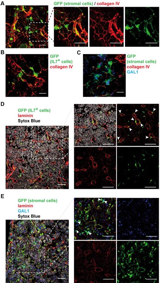 Figure 6. IL-7+ and GAL1+ stromal cells are localized in distinct regions of the BM. BM sections were stained to determine the organization of the whole stroma and of IL-7+ and GAL1+ stromal cells compared with the extracellular matrix (A-C) and the vasculature (D-E). Representative BM sections are shown. (A) Staining of BM sections of stroma-GFP mice with anti-GFP and anticollagen IV antibodies (original magnification 40×/1.25 NA oil objective). (Right panels) A magnification of the region in the dotted square of the left panel. (B) Staining of BM sections of IL-7-GFP reporter mice with anti-GFP and anticollagen IV antibodies. (C) Staining of BM sections of stroma-GFP mice with anti-GFP, anti-GAL1, and anticollagen IV antibodies. (D) Staining of BM sections of IL-7-GFP reporter mice with anti-GFP, anti-laminin antibodies, and Sytox Blue (nuclei). (Right panels) A magnification of the region in the dotted square of the left panel. (E) Staining of BM sections of stroma-GFP mice with anti-GFP, anti-GAL1, anti-laminin antibodies, and Sytox Blue (nuclei). (Right panels) A magnification of the region in the dotted square of the left panel. (A,D-E) Bar represents 50 μm. (B-C) Bar represents 10 μm. Images acquired on Leica SP5X and analyzed with ImageJ 1.44.