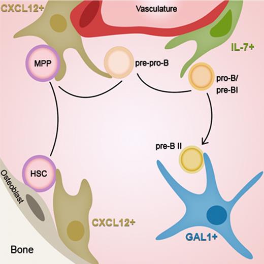 Figure 7. Stage-specific niches of early B-cell development. HSCs move from an endosteal CXCL12+ cellular niche toward a vascular CXCL12+ niche while differentiating into pre-pro-B cells. At the next step, cells reach the proximal IL-7+ niche in the perivascular region, entering the pro-B/pre-BI stage. Finally, at the pre-BCR+ pre-BII stage, cells leave the vasculature to enter deeper into the BM, close to GAL1+ stromal cells.