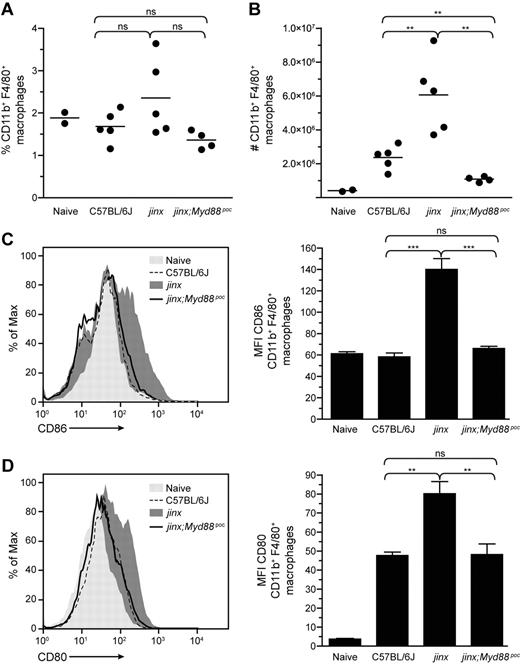 Figure 2. Absence of proliferation and expression of costimulatory molecules by Unc13djinx/jinx;Myd88poc/poc macrophages after infection. Twelve days after LCMV infection, splenocytes from mice were stained for CD11b and F4/80 expression to evaluate the percentage of activated macrophages (A) and their absolute numbers (B). Each dot represents an individual mouse. Histograms in panels C and D show the surface expression of CD86 and CD80 on CD11b+F4/80+ macrophages, respectively. The respective MFI are reported on associated graphs. jinx, Unc13djinx/jinx mice; jinx;Myd88poc, Unc13djinx/jinx;Myd88poc/poc mice. Representative data of 3 independent experiments are shown for panels A and B and 2 independent experiments for panels C and D; n ≥ 4 per group of infected mice. Error bars show SEM.