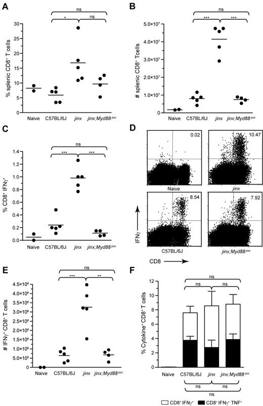 Figure 3. Absence of hyperproliferation and overactivation of Unc13djinx/jinx;Myd88poc/poc CD8+ T cells on day 12 after LCMV infection. Splenocytes from mice were stained to evaluate the percentage of CD8+ T cells (A) and their absolute numbers (B). Each dot represents an individual mouse. (C) Graph reporting the percentages of CD8+ T cells that spontaneously secrete IFNγ after 5-hour incubation in media without peptide stimulation. (D-E) IFNγ production by CD8+ T cells after stimulation with LCMV GP33. The percentage of IFNγ+ cells among the CD8+ T-cell population is indicated in representative dot plots (D). Absolute counts of LCMV GP33-specific IFNγ+CD8+ T cells are shown in panel E. (F) Histogram reporting the percentages of LCMV GP33-specific CD8+ T cells that secrete either IFNγ alone (white rectangles) or IFNγ and TNF (black rectangles). Representative data of 3 independent experiments are shown for (A-F); n ≥ 4 per group of infected mice. Error bars show SEM.