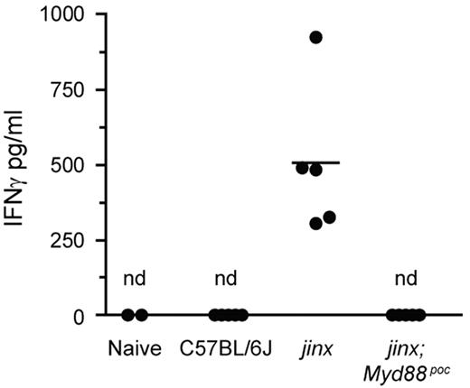 Figure 4. Systemic IFNγ 12 days after LCMV infection. Serum IFNγ was measured by ELISA. Each dot represents an individual mouse. Nd indicates not detected; jinx, Unc13djinx/jinx mice; jinx;Myd88poc, Unc13djinx/jinx;Myd88poc/poc mice.