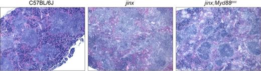 Figure 5. Histologic appearance of the spleen in LCMV-infected mutant and wild-type mice. Hematoxylin and eosin staining of sections of spleen from representative mutant and wild-type mice 12 days after LCMV infection. Images were acquired using an Olympus AX70 microscope equipped with a 4× UPlanFl objective with a numeric aperture of 0.13, a SPOT-RT slider camera and SPOT software Version 4.6. 40× magnification is displayed. jinx indicates Unc13djinx/jinx mice; jinx;Myd88poc, Unc13djinx/jinx;Myd88poc/poc mice.