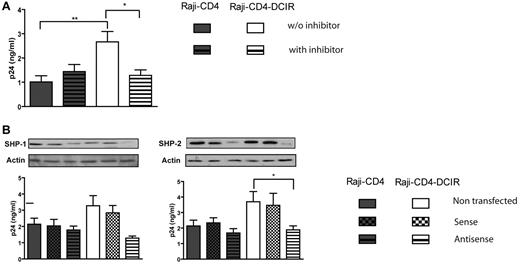 Figure 2. DCIR-mediated enhancing effect on HIV-1 binding/entry involves SHP-1 and SHP-2. (A) Raji-CD4 and Raji-CD4-DCIR cells were either left untreated or treated with SSG (100 μg/mL) for 10 minutes at 37°C. Thereafter, cells were pulsed with NL4-3 for 60 minutes. After 3 washes with PBS to remove nonadsorbed virus, cell-associated virus was quantified by measuring the p24 content. Data shown correspond to the means ± SD of triplicate samples from 3 combined independent experiments. The statistical significance of differences between untreated and treated Raji-CD4-DCIR is denoted by asterisks: *P < .05; **P < .01. (B) Cells were either left untransfected or transfected with sense or antisense oligonucleotides specific for the signaling protein of interest. Next, cells were pulsed with NL4-3 for 60 minutes. After 3 washes with PBS to eliminate unbound virus, cell-associated virus was quantified by measuring the p24 content. Data shown correspond to the means ± SD of triplicate samples from 3 combined independent experiments. The statistical significance of differences between nontransfected and Raji-CD4-DCIR transfected with antisense oligonucleotides is denoted by an asterisk: *P < .05. After gene silencing, the diminution of the targeted protein was verified by Western blotting and actin was used as a loading control marker (provided as inserts for each graph).