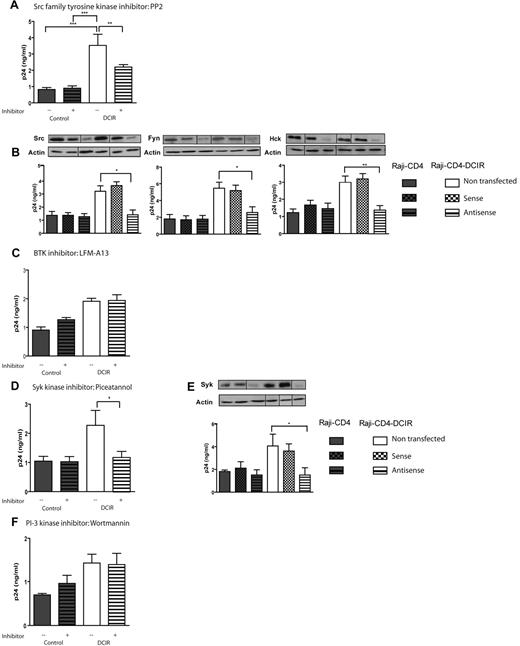 Figure 3. DCIR-mediated enhancing effect on HIV-1 binding/entry requires Src and Syk family members. Experimental procedures used here are similar to those described for Figure 2 except that the following inhibitors and oligonucleotides were tested: (A) Src inhibitor PP2 (10μM), (B) oligonucleotides specific for Src, (C) BTK inhibitor LFM-A13 (2.5μM), (D) Syk inhibitor piceatannol (10μM), (E) oligonucleotides specific for Syk, and (F) PI3K inhibitor wortmannin (50nM). Data shown correspond to the means ± SD of triplicate samples from 3 combined independent experiments. The statistical significance of differences between untreated and treated cells or nontransfected and Raji-CD4-DCIR transfected with antisense oligonucleotides is denoted by asterisks: *P < .05; **P < .01; ***P < .001. After gene silencing, the diminution of the targeted protein was verified by Western blotting and actin was used as a loading control marker (provided as inserts for each graph). Vertical lines have been inserted to indicate repositioned gel lanes.