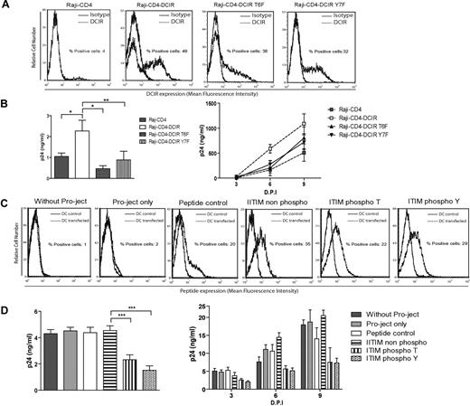 Figure 7. DCIR-mediated enhancing effect on HIV-1 replication requires phosphorylation of the ITIM domain. (A) Raji-CD4 cells were transduced with a retroviral vector expressing a wild-type form of DCIR, a T6F mutant of DCIR, or a Y7F mutant of DCIR. Surface expression levels of DCIR was assessed by flow cytometry using a combination of PE-labeled anti-DCIR Ab (dotted lines) and a control isotype-matched Ab (continuous lines). Data shown correspond to a single experiment representative of 3 independent experiments. (B) For the virus binding/entry assay shown in the left panel, cells were exposed to NL4-3. For the infection assay shown in the right panel, the same cells were exposed to NL4-3 for 2 hours at 37°C, and then maintained in culture for 9 days. Data shown correspond to the means of triplicate samples from 3 independent experiments. The statistical significance of differences between Raji-CD4-DCIR, Raji-CD4-DCIR T6F, and Raji-CD4-DCIR Y7F is denoted by asterisks: *P < .05; **P < .01. (C) IM-MDDCs were treated with Pro-Ject only, with a control peptide or an ITIM peptide, either not phosphorylated or phosphorylated on the tyrosine or threonine residue, during 5 minutes at 37°C. All peptides used in this study were labeled with the fluorescent dye TAMRA. The total cell uptake of peptides was determined by flow cytometry. (D) Cells were next pulsed with NL4-3balenv for 60 minutes at 37°C and washed extensively before measuring the p24 content (left panel). In some experiments, similarly treated IM-MDDCs were pulsed with NL4-3balenv for 2 hours at 37°C, washed extensively, and maintained in complete culture medium supplemented with GM-CSF and IL-4. Cell-free culture supernatants were quantified by measuring the p24 content. Data shown correspond to the means of triplicate samples from 3 independent experiments. The statistical significance of differences between cells treated with nonphosphorylated ITIM peptide, ITIM peptide phosphorylated on the tyrosine residue, and ITIM peptide phosphorylated on the tyrosine residue is denoted by asterisks: ***P < .001.