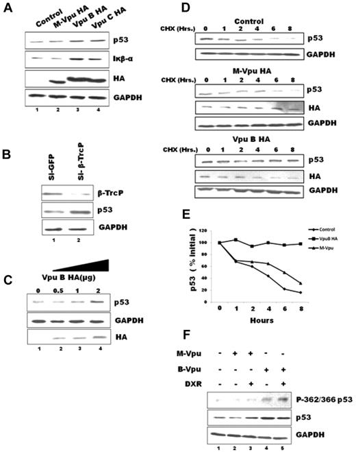 Figure 1. Expression of Vpu B-HA or Vpu C-HA in MCF-7 cells results in the accumulation of p53 and P-362/366 p53. (A) Equal amounts (2 μg) of Vpu B, Vpu C, or M Vpu-HA were transfected into MCF-7 cells by Lipofectamine 2000 for 48 hours. Cell lysates were subjected to immunoblotting with indicated Abs. (B) MCF-7 cells were transfected with siRNA against GFP or β-TrcP, and immunoblot analysis was done. (C) Increasing amounts (0.5, 1, and 2 μg) of Vpu B-HA was transfected into MCF-7 cells. (D) Cycloheximide (CHX) chase to check half-life of endogenous p53, MCF-7 cells either untransfected or transfected with M-Vpu HA or Vpu B-HA, were treated with 100 μg/mL CHX and harvested at the indicated time points for immunoblotting. (E) After quantification, the signals obtained in panel D were used to calculate the p53/GAPDH ratios that were plotted with respect to treatment period. (F) Equal amounts of Vpu B, Vpu C, or M Vpu-HA were transfected into MCF-7 followed by treatment with 1 μg/mL doxorubicin for 12 hours. Immunoblotting analysis was performed with anti-p53, anti–Iκβ-α, anti–β-TrcP, anti-HA, anti–P-362/366 p53, and anti-GAPDH Abs. GAPDH was used as a loading control. This is a representative result obtained from 3 independent experiments.