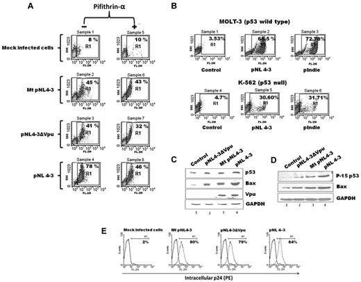 Figure 4. Vpu contributes to p53-mediated apoptosis during infection. MOLT-3 T cells or K-562 cells were infected with an MOI of 1 with indicated VSV-G–pseudotyped HIV-1 virus. (A) Total cell death was measured after 48 hours of infection of MOLT-3 cells by PI staining by FACS: PI (FL-2H), (left) live cells (PI−), (right; region R1): dead cells (PI+). p53-mediated apoptosis was inhibited by treating cells with 30μM Pifithrin-α for 24 hours (samples 5-8) as described in “Infection by HIV-1 pNL4-3 or HIV-1 mutants.” Percentage of cell death is indicated for each sample. (B) Total cell death (region R1) was measured 48 hours after infection of MOLT-3 and K-562 cells with indicated viruses. After 48 hours of infection cell lysates were prepared, and immunoblotting was done with indicated Abs (C-D). Cells were evaluated for the extent of HIV-1 infection by intracellular p24 staining with primary p24 rabbit Ab (NIH) followed by secondary anti–rabbit Ab (phycoerythrin conjugated). (E) Representative pictures showing comparable infection efficiency of the various subtype B viruses in MOLT-3 cells by intracellular p24 staining.