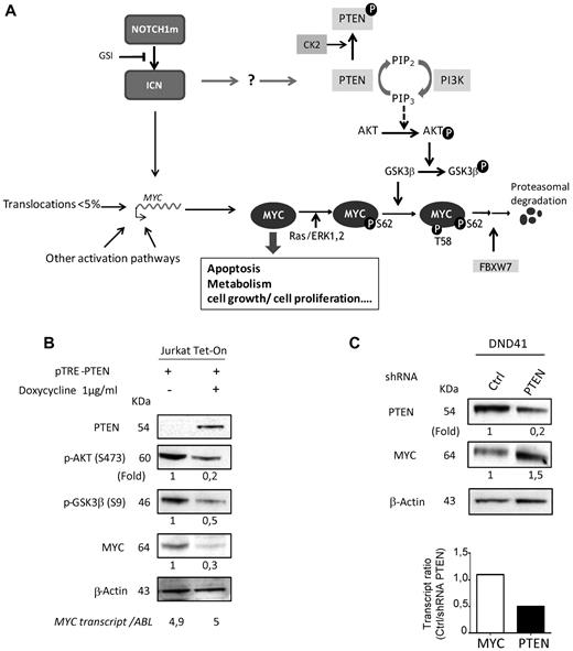 Figure 4. Modulation of MYC protein abundance occurs via the PTEN phosphatidylinositol 3-kinase/AKT axis. (A) Schematic representation of upstream effectors of MYC activity. Efficient addressing of MYC to the proteasome degradation pathway is performed through an ordered pattern of phosphorylation, starting at serine 62 (S62) via the RAS/extracellular signal-regulated kinase/mitogen-activated protein kinase pathway,19 which enhances both MYC activity and phosphorylation at threonine 58 (T58) via the GSK3β serine-threonine kinase. The double S62T58 phosphorylated form of MYC is then recognized by the PIN1 phosphatase (not depicted for clarity), which rapidly dephosphorylates S62, and allows the T58 mono-phosphorylated form to be recognized and poly-ubiquitinylated by the UbE3 ligase FBXW7 for final degradation.14,19–20 For clarity, only few regulators/effectors are displayed; notably the multiple targets of the major AKT hub (such as mTOR) are not shown. (B) Effect of PTEN gain-of-function in PTENneg T-ALL. Jurkat Tet-On cells were transiently transfected with the doxycycline-inductible expression vector PTRE-PTEN, then PTEN, MYC, p-AKT, and p-GSK3β protein levels monitored by Western blot with or without doxycycline induction (in absence of PTRE-PTEN, doxycycline does not induce a decrease of MYC protein level, see supplemental Figure 4A). MYC transcript levels were monitored by RQ-polymerase chain reaction and normalized to ABL transcripts. (C) Effect of PTEN loss-of-function in PTENpos T-ALL. DND41 cell line was transduced either with TRIP-shPTEN, a lentiviral vector that expresses EGFP and a PTEN shRNA, or with TRIP, the native lentiviral vector that only expresses EGFP used here as control. PTEN and MYC proteins and transcripts levels were then monitored by Western blot and RQ-PCR, respectively. MYC and PTEN transcript levels were normalized to ABL transcripts. (B-C) Bands intensities were quantified using TotalLab Quant software, normalized to β-actin and reported below the blots as relative values to the control assays. Data shown are representative of at least 3 independent experiments.