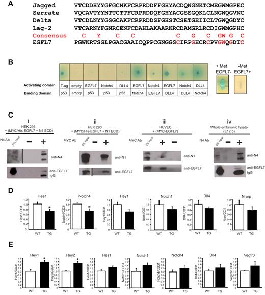 Figure 7. EGFL7 interacts with Notch receptors and regulates Notch target gene expression in vivo. (A) Alignment of the DSL domain of Jagged, Serrate, Delta, and Lag-2 with the putative DSL domain in EGFL7. Red letters represent the consensus sequence. (B) Yeast-2-hybrid assay (left panel): EGFL7 interacts with NOTCH4 and DLL4. Full-length EGFL7, DLL4, or the extracellular domain of NOTCH4 were fused to either the DNA-binding domain or the transcriptional activation domain of GAL4, and protein-protein interactions were monitored by the ability of the transformed yeast to grow on defined medium, and expression of α-galactosidase. Yeast-3-hybrid assay (right panels): EGFL7 abolishes NOTCH4-DLL4 interaction. The Egfl7 ORF was cloned downstream of a methionine repressible promoter (Met25) and transformed into a yeast strain expressing Notch4-GAL activating domain and DLL4-GAL4 DNA-binding domain fusions. Expression of α-galactosidase was then assayed on X-gal selection plates with or without methionine. (Ci-ii) Coimmunoprecipitation assays with protein extracts prepared from HEK293 cells transfected with plasmids encoding MYC/His-tagged-Egfl7 and Notch4 ECD or Notch1 ECD. (i) A NOTCH4 antibody was used to immunoprecipitate NOTCH4 ECD, and protein complexes were probed for NOTCH4 and EGFL7 by Western blot. (ii) A MYC antibody was used to immunoprecipitate EGFL7, and protein complexes were probed for NOTCH1 and EGFL7 by Western blot. (iii) Coimmunoprecipitation assay with protein extracts prepared from HUVECs infected with an adenovirus encoding MYC-tagged-Egfl7. A MYC antibody was used to immunoprecipitate EGFL7, and protein complexes were probed for NOTCH1 and EGFL7 by Western blot. (iv) Coimmunoprecipitation assays using protein lysates prepared from E12.5 embryos. An antibody against NOTCH4 was used to immunoprecipitate NOTCH4, and protein complexes were probed for NOTCH4 and EGFL7 by Western blot. Vertical lines have been inserted to indicate a repositioned gel lane. (D) Notch target gene expression in wild-type (□, n = 4) and Tie2-Egfl7 transgenic (■, n = 6) retinas. Gene expression was measured by quantitative RT-PCR and normalized to endothelial cell number using CD31 expression. (E) Notch target gene expression in wild-type (white bars, n = 6) and Tie2-Egfl7 transgenic embryos (black bars, n = 4). Data are represented as fold change compared with wild-type. *P < .05.