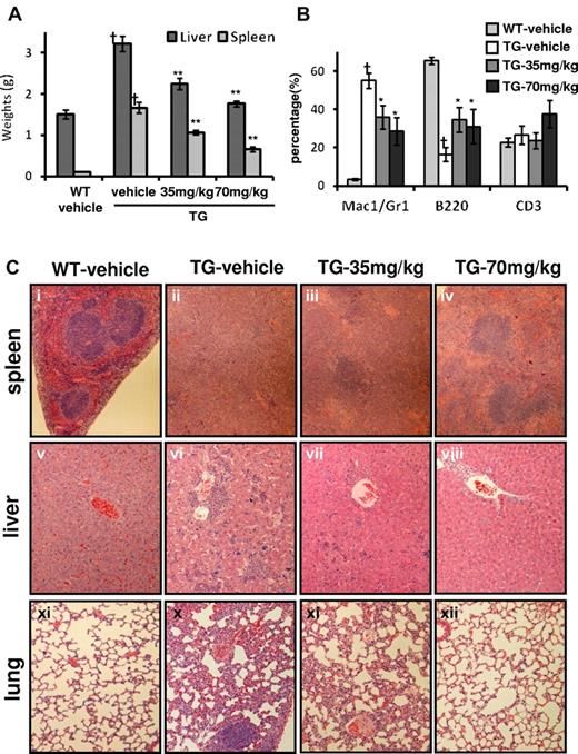 Figure 4. Improvement of hepatosplenomegaly and EMH in V617F-TG mice treated with R723 for 6 weeks. (A) R723 effects on liver and spleen weights after R723 treatment for 6 weeks. Liver and spleen weights in V617F-TG mice treated with vehicle (TG-vehicle) were increased compared with those in WT mice treated with vehicle (WT-vehicle) (†P < .01). R723 treatment in V617F-TG mice significantly reduced organ weights (**P < .01). Data are presented as means ± SE. (B) Hematopoietic compartment of spleen assessed by FACS. The proportion of Mac-1/Gr-1+ myeloid cells significantly increased, and that of B220+ B cells decreased in 18-week-old TG-vehicle mice compared with age-matched WT-vehicle mice (†P < .01). R723 treatment in V617F-TG mice for 6 weeks decreased the proportion of Mac-1/Gr-1+ myeloid cells and increased the proportion of B220+ B cells (*P < .05). The percentage of CD3+ T cells was constant. Data are presented as means ± SE. (C) Histological changes in V617F-TG mice by R723 treatment for 6 weeks. Histology of WT-vehicle and V617F-TG mice treated with vehicle, 35 mg/kg, and 70 mg/kg doses of R723 (TG-vehicle, TG-35mg/kg, TG-70mg/kg, respectively). Cells were stained with H&E. In the spleens of the TG-vehicle mice, the red pulp was expanded with maturing myeloid cells and megakaryocytes and the white pulp was scarce compared with WT-vehicle mice (i-ii). Mice treated with R723 for 6 weeks showed marked reduction of myeloid cell invasion and partially restored architecture (iii-iv). Liver and lung sections from TG-vehicle also displayed EMH (vi and x). Infiltration of myeloid cells disappeared with R723 treatment in V617F-TG mice (vii,viii,xi,xii).