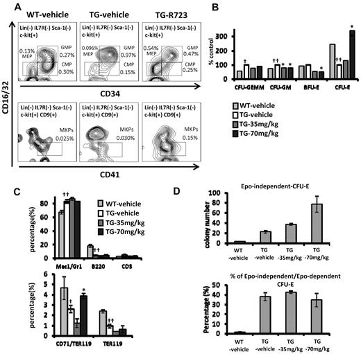 Figure 5. Effect of R723 on BM of V617F-TG mice. (A) BM progenitors in V617F-TG mice and effect of in vivo R723 treatment. V617F-TG mice were dosed orally with R723 at 70 mg/kg or vehicle for 4 weeks. BM cells were collected, and the proportion of CMPs (Lin−Sca-1−cKit+CD34+ FcγRlo), GMPs (Lin−Sca-1−cKit+CD34+FcγRhi), MEPs (Lin−Sca-1−cKit+CD34−FcγR−/lo), and MKPs (Lin−cKit+CD9+FcγRlo CD41+) was determined by FACS. In V617F-TG mice, the proportion of GMPs increased, and those of CMPs, MEPs, and MKPs were comparable to those in WT mice. Four weeks of R723 treatment in V617F-TG mice normalized the proportion of GMPs. MEPs and MKPs were increased compared with WT mice or V617F-TG mice treated with vehicle. These results are representative of 6 independent experiments. (B) Changes in BM progenitor cells after R723 treatment. The numbers of CFU-GEMM and CFU-GM colonies increased and the numbers of CFU-E colonies decreased in the BM from 18-week-old TG-vehicle mice compared with those in the BM from the age-matched WT-vehicle mice (†P < .05; ‡P < .01). R723 treatment for 6 weeks suppressed CFU-GM and BFU-E colonies (*P < .05). In contrast, CFU-E colonies increased in V617F-TG mice after R723 treatment (**P < .01). Data are presented as means ± SE. (C) FACS analysis of BM cells. The percentage of Mac-1/Gr-1+ myeloid cells increased and that of B220+ B cells decreased in 18-week-old V617F-TG mice treated with vehicle (TG-vehicle) compared with the age-matched WT mice treated with vehicle (WT-vehicle) (‡P < .01). R723 treatment for 6 weeks had little effect on the proportion of BM myeloid or B cells in V617F-TG mice (top panel). The proportion of CD71/TER119 double-positive erythroblasts and TER119 single-positive erythroblasts decreased in TG-vehicle mice compared with that in WT-vehicle mice (†P < .05; ‡P < .01). Significant restoration of CD71/TER119-positive erythroblasts was observed in V617F-TG mice after R723 treatment for 6 weeks (*P < .05). TER119 single-positive erythroblasts were not restored by R723 treatment (bottom panel). Data are presented as means ± SE. (D) Changes in EPO-independent CFU-E colonies after in vivo R723 treatment. The number of EPO-independent CFU-E colonies increased in BM cells from 18-week-old TG-vehicle mice compared with that in BM cells from the age-matched WT-vehicle mice (†P < .01). In vivo R723 treatment for 6 weeks increased the number of EPO-independent CFU-E colonies (*P < .01). Data are presented as means ± SE. Whereas EPO-dependent CFU-E colonies increased in V617F-TG mice after in vivo R723 treatment (panel B), the proportion of EPO-independent/EPO-dependent CFU-E colonies remained the same.