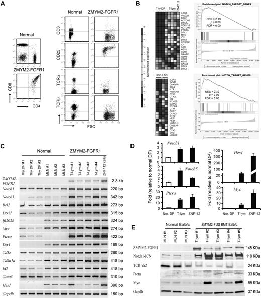 Figure 1. Notch1 and its direct target genes are up-regulated in T-lymphomas from ZMYM2-FGFR1–transduced mice. (A) The immunophenotype of lymphocytes from the diseased mice shows that the majority are CD4+CD8+ with high CD25 expression. Relatively few cells expressed cell-surface TCRα, TCRβ, or CD3. (B) Heat map (left panel) showing up-regulation (P < .05) of transcript levels of Notch1 and its direct target genes in sorted LSCs (GFP+Lin-Sca-1+c-kit+) compared with sorted normal HSCs (Lin-Sca-1+c-kit+) and Thy1+ DP thymocytes (Thy DP) from normal Balb/c mice. GSEA (right panel) showed that most Notch1 direct target genes are highly up-regulated in T-lymphoma (for further details, see the supplemental Methods). (C) Semiquantitative RT-PCR analysis of Notch1 and its direct target genes in sorted, normal DP thymocytes (Thy DP), unsorted normal Balb/c mesenteric lymph node cells (LN), and lymphomas from individual diseased founders (T-lym) and ZNF112 cells, confirms the microarray observations. (D) Real-time RT-PCR confirmation of up-regulation of several well-characterized Notch1 target genes. (E) Western blot analysis showing that the protein levels of both activated Notch1 (intracellular domain) and its downstream target genes, Ptera and Myc, are significantly increased in T-cell lymphoma (T-lym) compared with cells from normal Balb/c mesenteric lymph nodes (MLN).