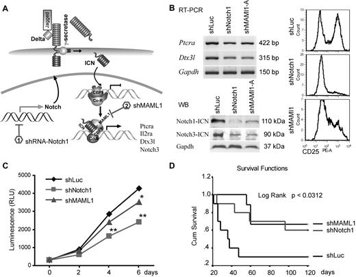 Figure 4. shRNA down-regulation of Notch signaling inhibits growth of ZNF112 cells and diminishes/reduces leukemogenesis in mice grafted with ZNF112 cells. (A) Schematic view of the Notch1 signaling pathway identifying the target points of the shRNAs. (B) ZNF112 cells infected with retroviral shNotch1 or shMAML1 resulted in down-regulation of Ptera and Dtx3l transcription levels (top left panel). The activated form of Notch3 was also down-regulated (bottom left panel), as was cell-surface expression of CD25 (right panel). (C) Stable knock-down of either Notch1 or its coactivator, MAML1, led to reduced in vitro proliferation in ZNF112 cells. (D) Syngeneic female Balb/c mice were transplanted with ZNF112 cells (n = 10) carrying shNotch1, shMAML1, or shLuc (control). Survival time in the mice receiving the Notch-inhibited cells was markedly prolonged.