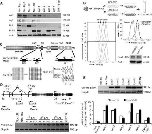 Figure 5. Constitutive activation of Notch1 in ZMYM2-FGFR1 lymphomas is ligand independent. (A) Western blot analysis showing that the Notch ligands Jag1, Jag2, DLL1, and DLL4 were either not changed or decreased in lymphoma (Lym) samples compared with normal thymuses (Nor. Thy) and lymph nodes (Nor. LN). (B) When ZNF112 cells were labeled with PKH26 (see “Cell cultures and proliferation assay”) and cultured on DLL1 or GFP retrovirally transduced murine OP9 stromal cells (OP9-DLL1 or OP9-GFP, respectively), similar growth patterns (left) were seen, as were levels of the activated form of Notch1, as demonstrated by flow cytometry and Western blotting. (C) Mutations were not detected in the Notch1 heterodimerization (HD) domain (n = 10). A single base insertion (arrow) and a single base substitution (asterisk) were identified near the PEST domain of Notch1 in ZMYM2-FGFR1 lymphomas, which would produce a frameshift with the generation of a predicted downstream stop codon at codon 2490. (D) Notch1 gene schematic showing the relative locations of the primers used to analyze the deletion mutants (top). A 5′ deletion (brackets) creates a 500-bp fragment using the P1/P2 primers. In normal cells, the wild-type ∼11.5-kb fragment cannot be amplified (bottom). (E) RT-PCR showed that the alternative Notch1 transcript (exon 1a-exon 4) was only found in tumor samples (top), whereas real-time RT-PCR showed that Notch1 transcription levels for exons 30-31 was higher than that for exons 1-3 (bottom) in the majority of lymphomas compared with normal cells.