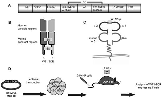 Figure 1. Schematic representations. (A) Schematic representation of the pSIN second-generation lentiviral vector encoding the codon-optimized, murinized hybrid HLA-A0201–restricted pWT126-specific Cys-1 modified TCR α- and β-chain genes (or the HLA-A0201–restricted LMP2-specific Cys1 modified TCR chains) separated by a self-cleaving porcine tsechovirus 2A sequence. SFFV indicates spleen-forming focus virus; LTR, long terminal repeat; and WPRE, woodchuck hepatitis virus posttranscriptional regulatory element. (B) Schematic representation of the Cys-1 modified, codon-optimized hybrid TCR containing murine constant regions (black outline) and human variable regions. (C) Schematic representation of the hybrid HLA-A2Kb molecule expressed in HLA-A2Kb (A2Kb) transgenic mice. The hybrid MHC class I molecules in A2Kb mice contain human alpha1 and alpha2 domains that interact with the human HLA-A2–restricted TCR, fused to a murine alpha3 domain, which facilitates interaction with the murine CD8 coreceptor. (D) Schematic representation of TCR-transduced HSC transplantation. Lineage− BM stem cells (HSCs) were transduced with lentivirus at an MOI of 10. Each lethally irradiated recipient received 5 × 105 bulk transduced HSCs.