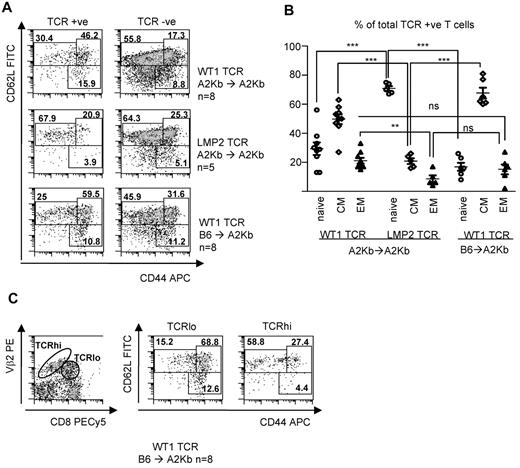 Figure 4. Peripheral WT1-specific T cells differentiate into memory T cells without vaccination. (A) CD44 and CD62L expression on gated TCR-expressing (TCR+) and gated TCR− peripheral T cells as determined by FACS analysis after staining with anti–murine CD44 and CD62L antibodies. Similar staining patterns were observed for both splenocytes and LN (shown here). (Top and middle panels) Resentative plots from A2Kb Tg mice transplanted with A2Kb stem cells transduced with the WT1-TCR (top panel, n = 8) or the LMP2-TCR (middle panel, n = 5). (Bottom panel) Representative plots from A2Kb Tg mice transplanted with B6-derived stem cells transduced with the WT1-TCR (n = 8). (B) Summary data of naive (CD44low, CD62Lhigh), CM (CD44high, CD62Lhigh), and EM (CD44high, CD62Llow) T-cell frequencies in transplanted mice expressing WT1-TCR or LMP2-TCR. ***P < .001. **P < .01. A2Kb → A2Kb or B6 → A2Kb as indicated in the figure. (C) Phenotypic analysis of gated WT1-TCRhi and WT1-TCRlo peripheral T-cell populations in A2Kb recipients after transplantation with TCR-Td B6 stem cells, after staining with anti–murine CD44, CD62L, and CD8 antibodies. ns indicates not significant.
