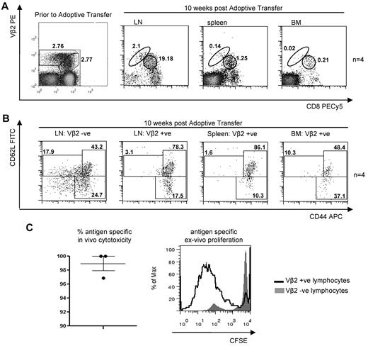 Figure 6. WT1-specific memory phenotype T cells display antigen specific effector function. (A) T cells were purified from A2Kb mice transplanted with WT1-TCR-transduced B6 BM stem cells and used for adoptive transfer into irradiated secondary A2Kb Tg recipient mice (n = 4). At 10 weeks after transfer, CD8/TCR expression of the transferred T cells was determined by FACS analysis of splenocytes, LNs, and BM after staining with antimurine CD8 and antihuman Vβ2.1 antibodies, respectively. (Left panel) The TCR and CD8 profile of the T cells before transfer. (Right panel) The profile 10 weeks after transfer. Percentage of TCRhi and TCRlo populations are shown after gating on total CD3+ cells. (B) Analysis of the naive/memory phenotype of gated WT1-TCR+ (Vβ2.1+) T cells from spleen, LNs, and BM 10 weeks after adoptive transfer was determined by FACS analysis after staining with anti-CD44 and CD62L antibodies. (Left panel) The naive/memory phenotype of gated WT1-TCR− T cells in LNs. (C) In vivo cytotoxicity experiments were performed in A2Kb Tg secondary recipients 10 weeks after adoptive transfer of T cells. Mean percentage killing of CFSE-labeled relevant peptide-loaded splenocytes from 3 mice is shown on the left. Ex vivo proliferation of WT1-TCR+ and WT1-TCR− T cells after stimulation with relevant peptide was determined by FACS analysis for CFSE dilution after staining with antihuman Vβ2.1 antibodies.