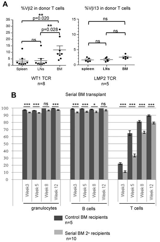 Figure 7. WT1 specific T cells accumulate in the BM without impairing stem cell function. (A) Donor T cells (CD45.1−) were analyzed in the spleen, LNs, and BM of A2Kb Tg mice transplanted with BM stem cells transduced with the WT1-TCR (n = 8) or the LMP2-TCR (n = 5) at 12 weeks after transplantation. The percentage of CD45.1− donor T cells expressing Vβ2.1 (WT1-TCR) or Vβ13 (LMP2-TCR) was determined by FACS analysis. (B) Hematopoietic engraftment in secondary C57Bl/6 recipients (CD45.2) after transplantation of BM cells from A2Kb Tg mice that were previously transplanted with A2Kb BM stem cells (CD45.1) transduced with the WT1-TCR (n = 10). Peripheral blood of secondary recipients was stained with antimurine CD45.1, CD3, B220, and CD11b to identify donor hematopoietic cells, donor T cells, donor B cells and donor granulocytes, respectively. The peripheral blood analysis was done at weeks 3, 4, 8, and 12 after second transplantation. Control C57Bl/6 recipients received BM stem cells from untreated A2Kb (CD45.1) Tg mice (n = 5). Percentage of donor-derived cells are shown after gating on total granulocytes, B cells, and T cells, respectively. *P < .05, **P < .01, ***P < .001. ns indicates not significant.