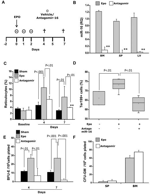Figure 2. Effects of treatment with miR-16 antagomir on erythropoietin (EPO)-induced erythrocytosis in mice. (A) Normal C57Bl/6J mice were injected with EPO only (600 U/kg; EPO-mice) on day 0 with or without daily intravenous injections of antagomir-16 (55 mg/kg; antagomir mice) on days 0 to 2 or an equivalent volume of vehicle (sham mice). The data presented in the plots derive from 2 independent experiments that involved at least 3 mice per time point in each experiment. (B) Antagomir injection resulted in almost complete suppression of endogenous miR-16 in bone marrow (BM), spleen (SP), and liver (LV) extracts on day 7 (measured by RTQ-PCR). **P < .001. (C) A blood sample was collected from all mice on day −2 (baseline) and on days 4 and 7 after EPO administration to estimate reticulocyte count. The > 3-fold increase of reticulocytes that followed EPO administration in EPO-mice was largely prevented by antagomir-16 treatment. Similarly, the proportion of Ter-119+ cells in the bone marrow of mice at day 7 after EPO injection was significantly higher in EPO-mice than in those receiving antagomir (Antago) or in sham mice (D). The number of BFU-E colonies obtained from bone marrow cells of antagomir-treated mice was significantly lower than that of mice treated with EPO only at both day 4 and day 7 (E), whereas the number of CFU–granulocyte macrophages (CFU-GM) grown from the spleen and the bone marrow at day 4 (not shown) or day 7 was unaffected (F).