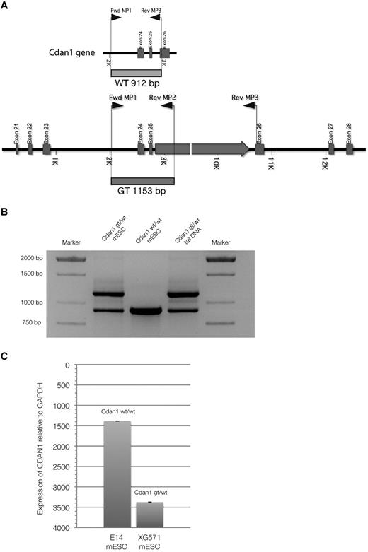 Figure 5. Multiplex PCR genotyping strategy. (A) Schematic representation of primers and transcripts within the Cdan1 gene. (B) PCR products after multiplex PCR amplification. Amplification products from cell-line DNA of Cdan1gt/wt mESCs (positive control) and Cdan1wt/wt mESCs (E14, negative control) are compared with mouse tail-derived DNA to demonstrate stability of assay to identify murine live gene-trapped animals. (C) Codanin-1 mRNA expression of wild-type (E14, Cdan1wt/wt) and gene-trapped (XG571, Cdan1gt/wt) mESCs by quantitative PCR normalized to expression from housekeeping gene GAPDH.