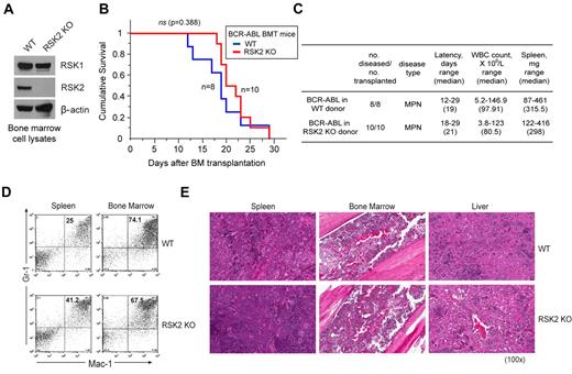 Figure 2. Genetic deficiency of RSK2 does not affect BCR-ABL induced myeloproliferative neoplasm in a murine BMT assay. (A) Immunoblotting shows protein expression of RSK1 and RSK2 in BM cells from Balb/C WT and RSK2-deficient (RSK2 KO) mice. (B) Kaplan-Meier survival plot of mice receiving either WT or RSK2 KO BM cells retrovirally transduced by BCR-ABL. All BMT mice in the WT group (n = 8) and RSK2 KO group (n = 10) developed an aggressive and rapidly fatal myeloproliferative neoplasm with a comparable latency. The statistical significance for survival was assessed by log-rank. (C) Analyses of mice transplanted with either WT or RSK2 KO BM cells expressing BCR-ABL. (D) Flow cytometric analysis demonstrates an expansion of Gr-1/Mac-1 double-positive mature myeloid cells in spleen (left) and BM (right) consistent with a myeloproliferative neoplasm in representative BMT mice receiving either WT or RSK2 KO BM cells expressing BCR-ABL, with comparable percentages that are supportive of similar disease burdens. (E) Tissue sections of spleen (left), BM (middle), and liver (right) demonstrate evidence of a marked myeloproliferative neoplasm with an expansion of maturing myeloid cells observed in representative BMT mice receiving either WT or RSK2 KO BM cells expressing BCR-ABL. Magnifications are as indicated (H&E).
