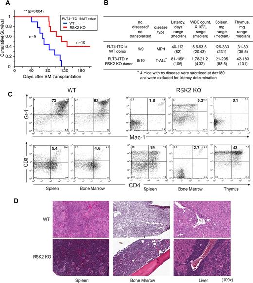 Figure 3. FLT3-ITD induced T-ALL in BMT mice using RSK2 KO BM cells, phenotypically distinct from the myeloproliferative neoplasm induced by FLT3-ITD using WT BM cells. (A) Kaplan-Meier survival plot of mice receiving either WT or RSK2 KO BM cells retrovirally transduced by FLT3-ITD. All BMT mice in the WT group (n = 9) developed an aggressive and fatal myeloproliferative neoplasm. In contrast, 6 of 10 mice in the group receiving RSK2 KO BM cells transformed by FLT3-ITD developed T-ALL characterized by thymic enlargement, with a significantly longer latency, while 4 mice in this group did not develop any discernable disease by the experimental end point (180 day). The statistical significance for survival was assessed by log-rank. (B) Analyses of mice transplanted with either WT or RSK2 KO BM cells expressing FLT3-ITD. (C) Flow cytometric analysis demonstrates an expansion of Gr-1/Mac-1 double-positive mature myeloid cells in spleen and BM consistent with a myeloproliferative neoplasm in a representative BMT mouse receiving WT BM cells expressing FLT3-ITD (top left), whereas such myeloid expansion was absent in the representative FLT3-ITD mouse receiving RSK2 KO BM cells (top right). Instead, an expansion of CD4/CD8 double-positive T cells in spleen and thymus consistent with T-ALL was detected in the representative FLT3-ITD BMT mouse receiving RSK2 KO BM cells (bottom right), compared with the FLT3-ITD mouse receiving WT BM cells (bottom left). (D) Tissue sections of spleen, BM, and liver demonstrate evidence of a marked myeloproliferative neoplasm with an expansion of maturing myeloid cells observed in the representative FLT3-ITD BMT mouse receiving WT cells, and a T-ALL disease in the FLT3 mouse receiving RSK2 KO BM cells. Magnifications are as indicated (H&E).