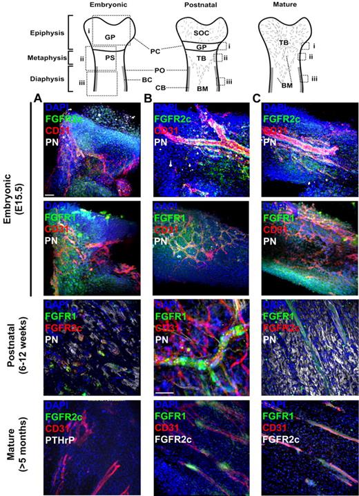 Figure 1. Localization of FGFR1/2+ cells in embryonic, postnatal, and mature bones. Shown is whole-mount immunofluorescence staining of murine bones analyzed by confocal microscopy with 3D reconstruction. For each sample, images of the epiphysis (A), metaphysis (B), and diaphysis (C) were acquired. For embryonic bones, E15.5 distal femurs are shown. For postnatal bones, perichondrium (PC) covering the anterior iliac ala and fossa and periosteum (PO) covering the iliac body are shown. CD31 was used to identify blood vessels, PN was used to visualized periosteum and preosteoblastic cells, PTHrP was used to identify early mesenchymal progenitors, and DAPI was used to stain cell nuclei. Z-stacks 100-300 μm in depth were acquired at 2-μm intervals for all channels to scan the irregular bone surfaces. Three-dimensional reconstruction was done using Imaris without deconvolution. GP indicates growth plate; PS, primary spongiosa; BC, bone collar; CB, cortical bone; SOC, secondary ossification center; and TB, trabecular bone. Scale bars indicate 50 μm.