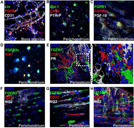 Figure 2. Characterization of FGFR1/2+ skeletal cells in vivo. (A) Immunofluorescence of trabecular BM tissue section from anterior iliac visualized with confocal microscopy. A 3D reconstruction of a Z-stack of the whole 10-μm section taken at 0.3-μm intervals is shown. Hematopoietic lineage markers (Lin) and CD31 were used to exclude hematopoietic cells and endothelial cells, respectively. The dotted line shows a trabecular bone surface. (B) Whole-mount immunofluorescence staining of perichondrium (acquired as in Figure 1). Collagen 1 (Col.1) and PTHrP showed a similar expression pattern to FGFR1/2+ cells in the perichondrium and were sometimes irrigated by CD31+ microvasculature. (C) Cells surrounded by perichondrium-specific, FGF-18–expressing cells. The proliferation marker Ki67 was only detected in perichondrial cells and colocalized with FGFR1/2+ cells (D). (E) Three D reconstruction and surface rendering demonstrating that most periosteal FGFR1+ cells were pericytes wrapped around CD31+ blood vessels. In the mostly avascular perichondrium, the pericyte marker NG2 did not colocalize with FGFR1+ cells, but appeared to be expressed by chondrocytic progenitors (F). In vascularized periosteum, FGFR1+/NG2+ pericytes could be observed; however, not all FGFR1+ cells coexpressed NG2, which was also detected in nonpericytic cells (G). Expression of the pericytic MSC marker CD146 in periosteum also showed only limited colocalization with NG2 (H).