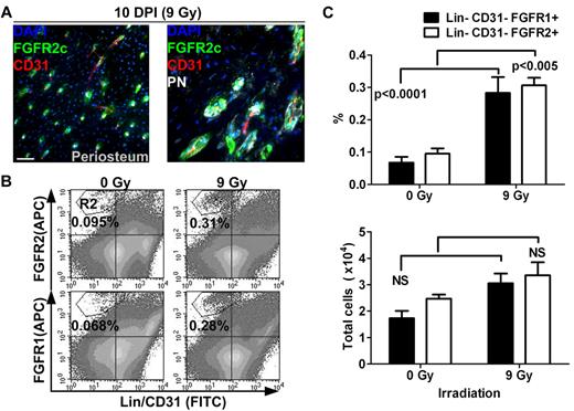 Figure 3. Distribution and quantification of FGFR1/2+ mesenchymal cells after sublethal TBI. (A) Ten days after irradiation (10 DPI) at 9 Gy, the periosteum showed evidence of intense remodeling and FGFR2+ cells were observed in vascularized PN+ canals on the cortical bone surface (see also supplemental Figure 1B). Scale bar indicates 50 μm. (B) Flow cytometric quantification of FGFR1+ and FGFR2+ mesenchymal cells in whole bones 10 days after sublethal irradiation. (C) Cells in the R2 region (Lin−/CD45−/FGFR1 or 2+) were compared with total cell numbers obtained from 5 nonirradiated control mice and 10 irradiated test mice. The frequency (%) of FGFR1/2+ cells was increased after irradiation, but their absolute number was relatively stable, suggesting that these cells are radio-resistant. APC indicates allophycocyanin.