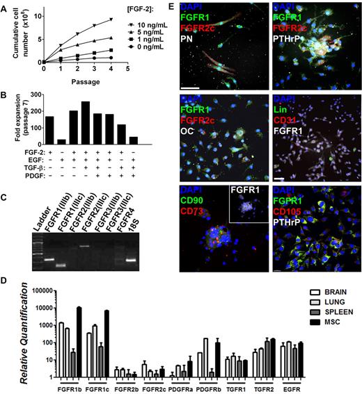 Figure 4. Isolation of FGFR1/2+ skeletal cells in vitro. Plastic adherent skeletal cell preparation from 6- to 8-week-old C57Bl/6 whole-bone digest could be expanded greatly by FGF-2 stimulation in a dose-dependent manner (A). (B) Expansion capacity of whole bone–derived cells in the presence of FGF-2, EGF, TGF-β, and PDGF alone or in combination. Minimal expansion was observed when FGF-2 was absent. Data were calculated from growth curves generated for all conditions using the same initial cell number and harvest conditions. FGFR expression profile of whole bone–derived cells expanded with FGF-2 (98% CD11b−/CD31−/CD45− by FACS, not shown) at passages 2-5 was analyzed by RT-qPCR, and PCR amplification products were loaded on agarose gel for visualization (passage 5 is shown; C). Liver, brain, and spleen extracts were used as positive controls for the primers (not shown). (D) Relative quantification of the expression of various growth factor receptors expressed by MSCs in vitro as analyzed by RT-qPCR. Cells isolated by whole-bone crush were seeded on coverslips at passage 2 and analyzed by immunofluorescence and confocal microscopy (E). Three-dimensional reconstructions (without deconvolution) of Z-stacks 10-15 μm in depth taken at 0.3-μm intervals are shown. Most cells expressed FGFR1 at various levels, but FGFR2c was limited to rare FGFR1+ cells. FGFR1/2+ cells typically expressed mesenchymal progenitor cell markers such as PN, PTHrP, CD90, CD73, and CD105. Only rare cells expressed osteoblast (osteocalcin, OC), hematopoietic (Lin), or endothelial (CD31) cell markers (see also supplemental Figures 2 and 3). Scale bars indicate 50 μm.