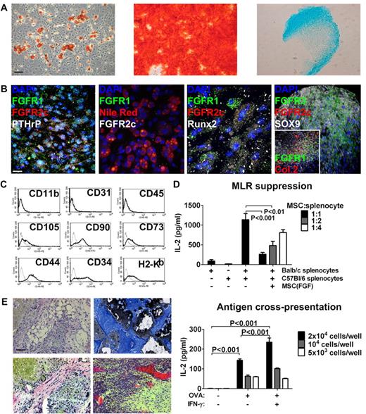 Figure 5. Characterization and MSC phenotype of bone-derived FGFR1/2+ cells in vitro. (A) Left to right: Bone-derived cells expanded with FGF-2 stimulation could produce adipocytes (Oil Red O stain), osteoblasts (Alizarin Red S stain), and chondrocytes (Alcian Blue stain) in vitro and maintained this capacity for at least 10 low-density passages (passage 6 is shown). Scale bar indicates 50 μm. (B) Left to right: Undifferentiated MSCs expanded with FGF-2 expressed FGFR1/2 and PTHrP; MSC-derived Nile Red+ adipocytes lost expression of FGFRs; MSC-derived Runx2+ osteoblasts lost FGFR2 but maintained low FGFR1 expression in some cells; and MSC-derived Sox9+ chondrocytes lost FGFR2 expression but up-regulated FGFR3 (inset shows chondrocyte-specific collagen 2 and expression of FGFR1 in rare undifferentiated cells). Scale bar indicates 25 μm in all panels except the far-right, which indicates 50 μm. (C) FACS analysis of passage-2 MSCs expanded with FGF-2 showing the absence of macrophage (CD11b), endothelial (CD31), and hematopoietic (CD45) cell markers and expression of the C57Bl/6 mesenchymal stem–cell markers CD105, CD90, CD73, CD44, and CD34. These cells also expressed MHC class I (H2-Kb). (D) Top panel: When used as third-party cells in a MLR, FGFR1/2+ MSCs efficiently suppressed T-cell activation (detected as IL-2 production by ELISA) in a dose-dependent manner. Bottom panel: FGFR1/2+ MSCs could process exogenous antigens (in this case, OVA) and cross-present them on MHC I to OVA-responsive T cells. (E) FGFR1/2+ MSCs expanded with FGF-2 for 6 passages were implanted subcutaneously on HA/TCP ceramic particles for 8 weeks. Histological analysis revealed the presence of adipocytes (top left, H&E), osteoblasts (top right, Von Kossa/Toluidine Blue), fibrous tissue (bottom left, H&E), and hematopoietic marrow irrigated by large sinusoids (bottom right, H&E). Scale bar indicates 50 μm.