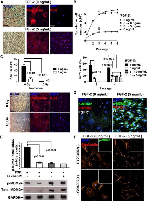 Figure 6. Inhibition of cellular senescence by FGF-2 in MSCs in vitro. (A) FGFR1/2+ MSCs displayed a characteristic senescent phenotype as early as passage 2 when expanded without FGF-2, including up-regulation of senescence-associated β-Gal (X-Gal staining), increased cell diameter (see also supplemental Figure 4A), morphological changes, disruption of the actin cytoskeleton (phalloidin staining), and growth arrest (decreased Ki67 staining). Scale bars indicate 50 μm for X-Gal and 100 μm for phalloidin and Ki67. (B) Growth curves and Ki67 expression of MSCs culture expanded with or without FGF-2 stimulation for 3 passages, at which point the culture conditions were switched (arrow and double arrow). See “Results” for the numbers of cells counted. (C) Induction of cellular senescence in FGF-2–stimulated MSCs at passage 3 by irradiation at 10 Gy shown by growth arrest (lower Ki67; top panel) and adoption of a senescent phenotype (bottom panel) indicate that MSCs were not immortalized. Scale bars indicate 50 μm for X-Gal and 100μm for phalloidin and Ki67. ND indicates not detected. (D) FGFR1/2+ MSCs lost expression of FGFRs when induced into senescence, as shown by decreased p-MDM2(Ser186) by FGF-2 starvation for 48 hours. Scale bar indicates 25 μm. (E) Western blot and densitometry showing that FGF-2 stimulation of FGFR1/2+ MSCs resulted in hyperphosphorylation of MDM-2 on Ser186, which could be inhibited by the PI3K/AKT inhibitor LY294002. This experiment was performed in triplicate. (F) Immunofluorescence and confocal analysis confirmed that FGF-2 stimulation of FGFR1/2+ MSCs resulted in hyperphosphorylation and increased nuclear localization of MDM2 in a PI3K/AKT–dependent manner (see also supplemental Figure 4C). Scale bar indicates 50 μm.