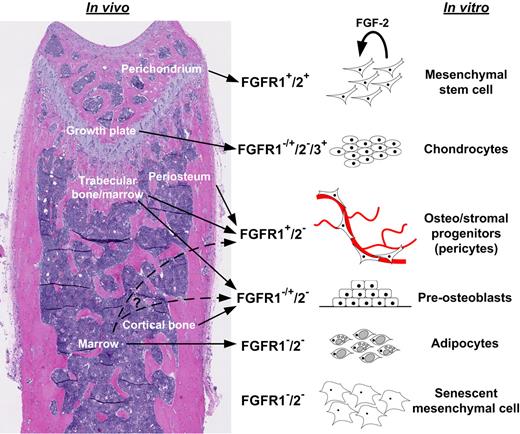 Figure 7. Model of developmental regulation of FGFRs in MSCs and skeletal tissues. Simplified working model based on findings presented here and in other studies.4,5,33 Undifferentiated mesenchymal cells expressed FGFR1/2 in the perichondrium and in vitro and appeared to self-renew in vitro upon FGF-2 signaling (proliferation with maintenance of MSC properties). Upon chondrogenic differentiation in the growth plate or in vitro, mesenchymal cells lost FGFR1/2 expression but up-regulated FGFR3. However, FGFR1 was expressed in hypertrophic chondrocytes. More committed mesenchymal progenitors in cortical and trabecular perivascular space and in vitro expressed FGFR1 to various degrees, but rarely expressed FGFR2. MSC-derived differentiated osteoblasts and stromal elements (eg, adipocytes) did not express FGFRs.