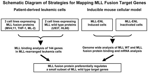 Figure 1. Schematic diagram of strategies for mapping MLL fusion target genes. All 5 human cell lines (top left) are derived from acute leukemia patients and represent early progenitor cells of myeloid origin. MV4;11 (expressing MLL-AF4) and THP-1 (expressing MLL-AF9) have one rearranged MLL allele and one wild-type (WT) MLL allele. ML-2 cells possess 2 alleles of MLL-AF6 but no WT MLL allele. U937 and HL60 cells contain 2 copies of WT MLL. The inducible mouse cells express MLL-ENL in the presence of the inducer. The MLL-ENL fusion protein is inactivated on withdrawal of the inducer. Target genes of MLL wild-type and MLL fusion proteins were obtained from MLL binding analysis in both human leukemic cells and the mouse inducible system.