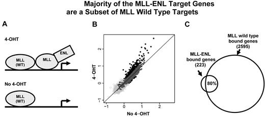 Figure 4. The majority of the MLL-ENL target genes are a subset of MLL wild-type targets. (A) A cartoon of the inducible system shows MLL wild-type and MLL-ENL binding at a target gene. MLL-ENL is fused to the ligand-binding domain of the estrogen receptor (not shown). On binding to a synthetic estrogen derivative 4-hydroxy-tamoxifen (4-OHT), MLL-ENL is released and activates its downstream targets by binding to specific genomic regions (top panel). In the absence of 4-hydroxy-tamoxifen (no 4-OHT), MLL-ENL is retained in a complex with heat shock protein (not shown). Only MLL wild-type protein is bound at the target gene locus (bottom panel). (B) MLL binding intensity under 4-OHT and no 4-OHT conditions were plotted for each of 16 644 genes tiled on the array. Dark gray and black dots represent 2513 wild-type MLL-bound genes. Black dots above and below the diagonal line represent MLL-bound genes with increased binding signal under 4-OHT (223 genes) or no 4-OHT (8 genes) conditions, respectively. (C) Venn diagram shows that ∼ 80% (176) of the 223 MLL differentially binding genes overlap with wild-type MLL target genes.