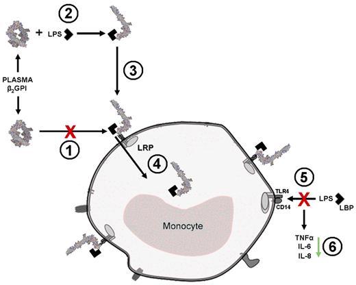Figure 7. Schematic overview. Plasma purified β2GPI in its closed conformation does not bind to the LRP receptor. (1) On interaction of LPS with domain V of β2GPI, (2) A conformational change occurs in β2GPI. The “active” fishhook-like conformation of β2GPI in complex with LPS is then able to bind to the receptor (3) after which the β2GPI-LPS complex is cleared. (4) The scavenging of LPS by β2GPI leads to a decreased binding of LPS to the TLR4 receptor (5), resulting in a decreased expression of the inflammatory markers TNF-α, IL-6, and IL-8. (6)